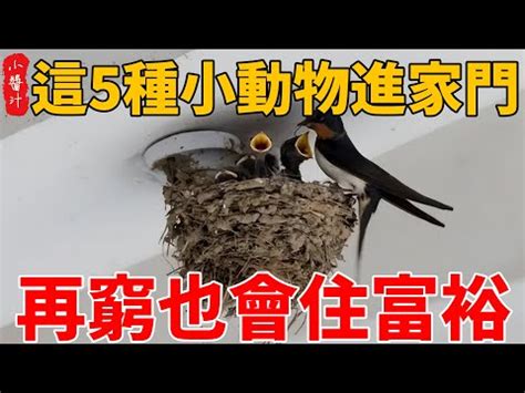 白飛蛾入屋|為何飛蛾突襲家中？